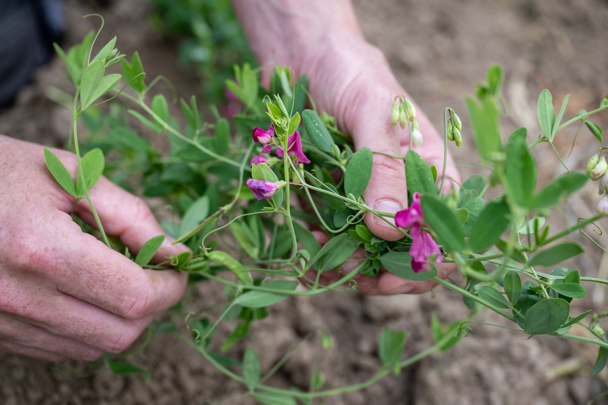 eb250714 Randwijk Aardaia376 kopie.jpg