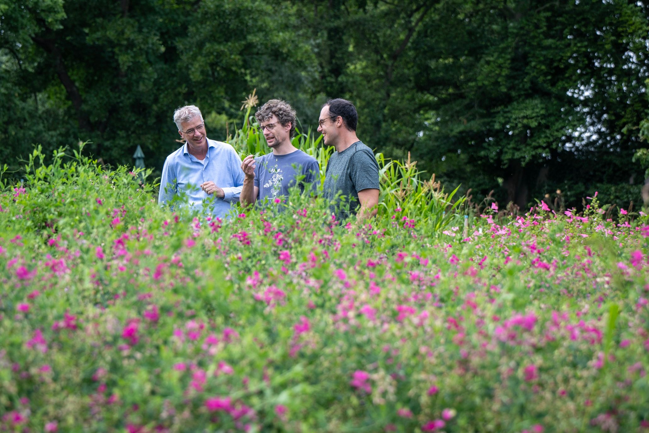 eb250714 Randwijk Aardaia850 kopie.jpg